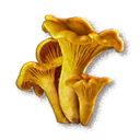 Chanterelle inventory icon