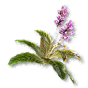 Comfrey inventory icon