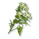 Common Yarrow inventory icon