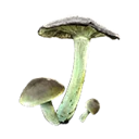 Green-Gilled Mushroom inventory icon
