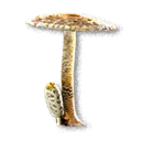 Parasol Mushroom inventory icon
