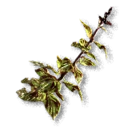 Perilla inventory icon
