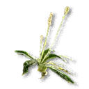Ribwort Plantain inventory icon