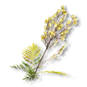 Tansy inventory icon