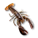Crayfish inventory icon