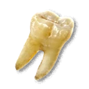 Teeth inventory icon